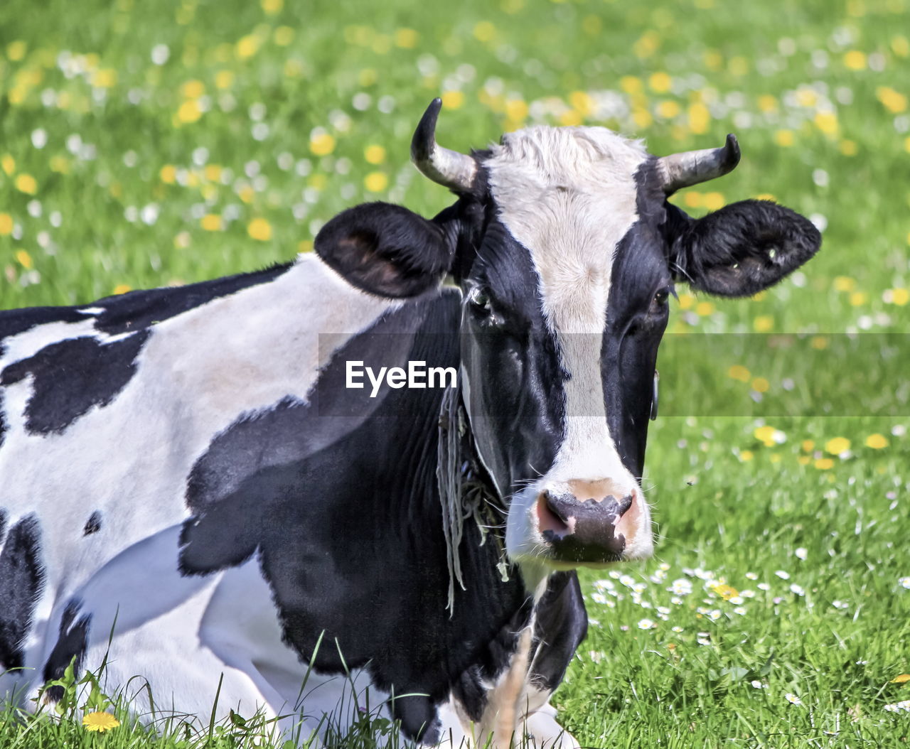 Portrait of black and white fribourg cow on field