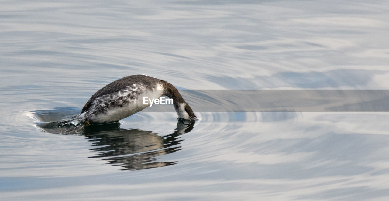 HIGH ANGLE VIEW OF DUCKS SWIMMING IN LAKE