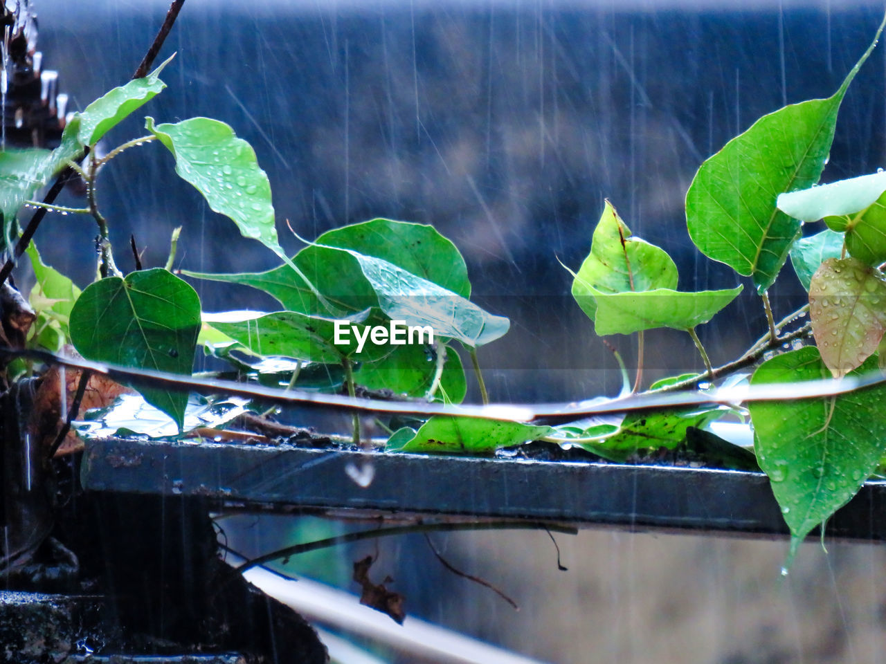 HIGH ANGLE VIEW OF FRESH GREEN PLANT IN WATER