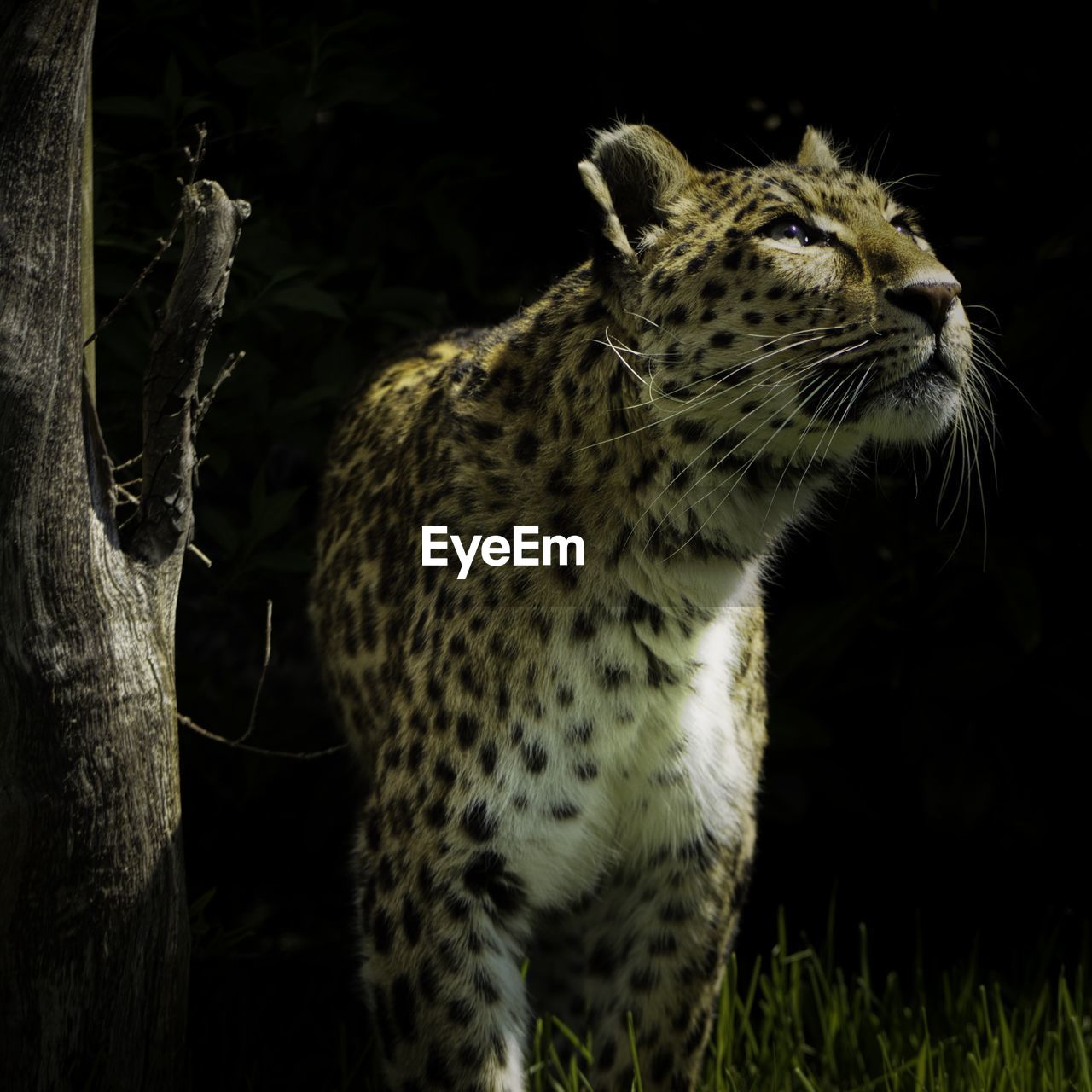 CLOSE-UP OF A CAT LOOKING AWAY ON TREE