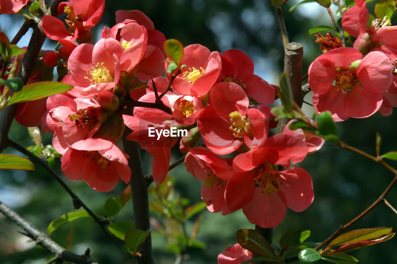 Close-up of pink flowers blooming outdoors