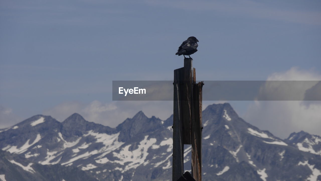 BIRD PERCHING ON MOUNTAIN RANGE AGAINST SKY