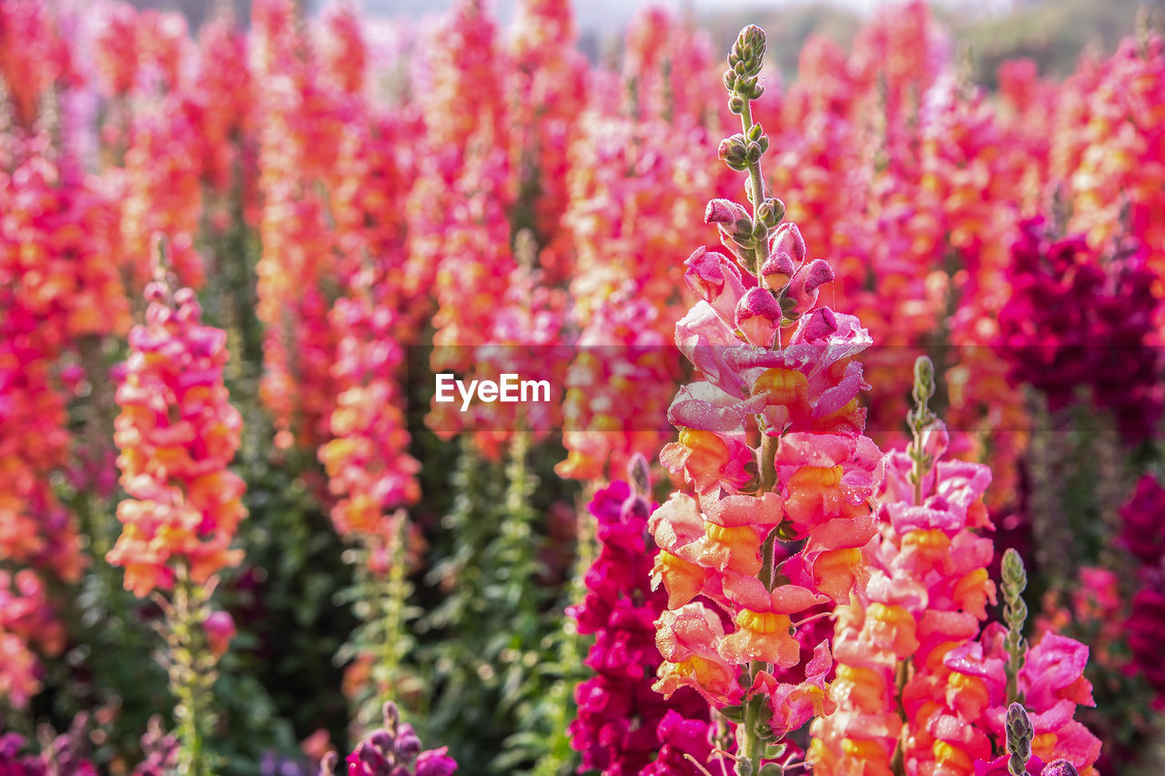 CLOSE-UP OF FLOWERS AGAINST BLURRED BACKGROUND