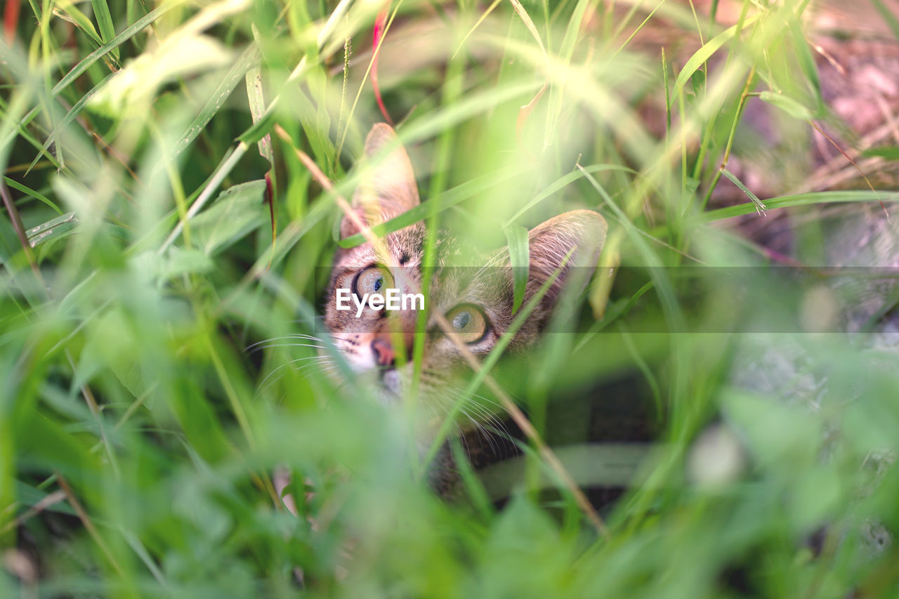 PORTRAIT OF A CAT IN GRASS