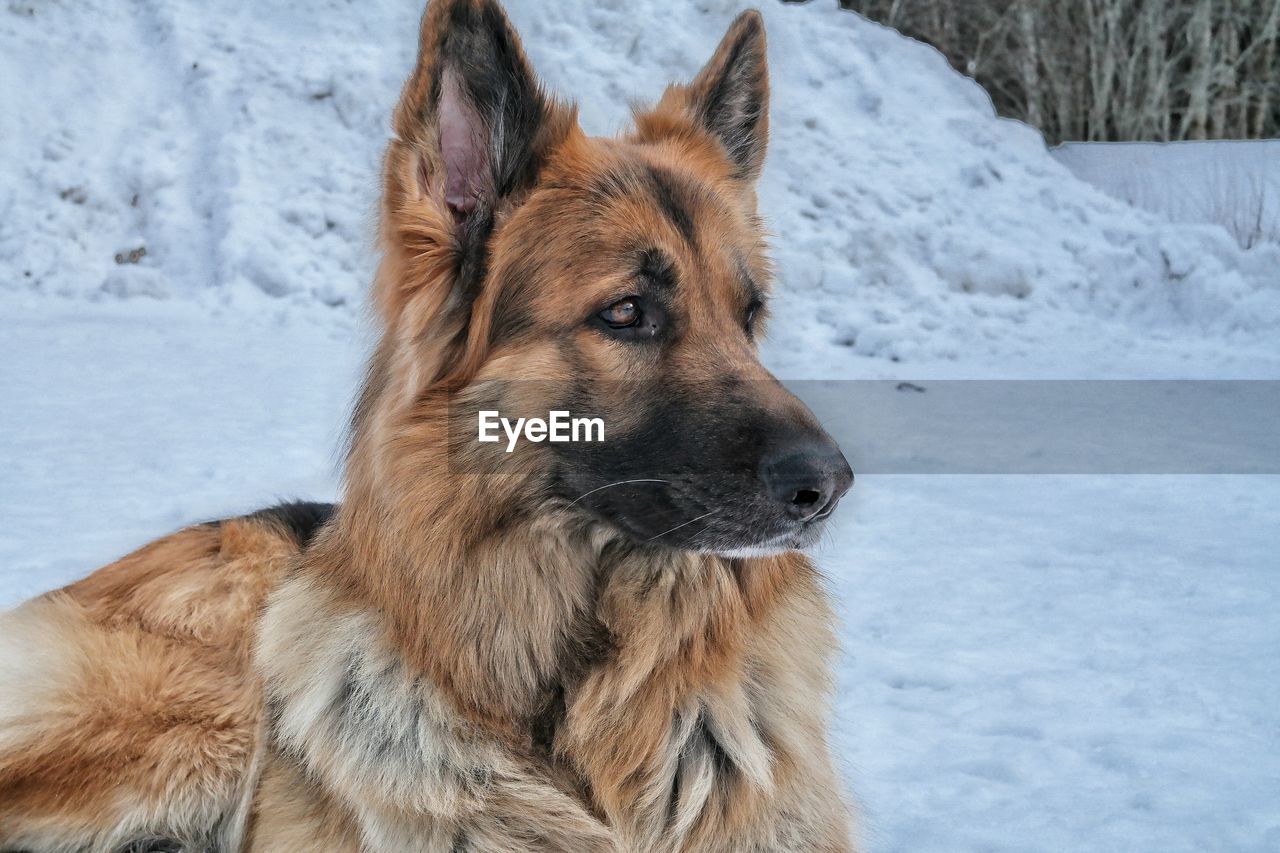 Close-up of german shepherd on snowy field