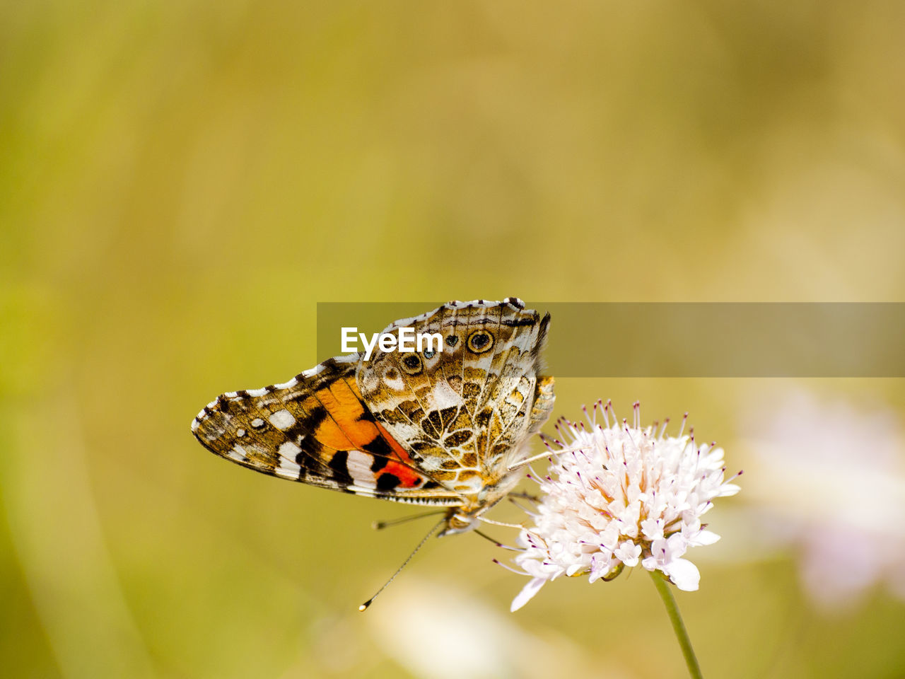 Close-up of butterfly perching on flower