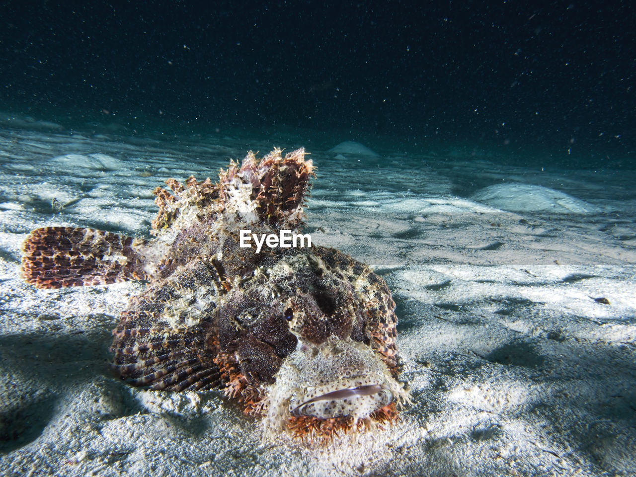 High angle view of scorpionfish swimming in sea