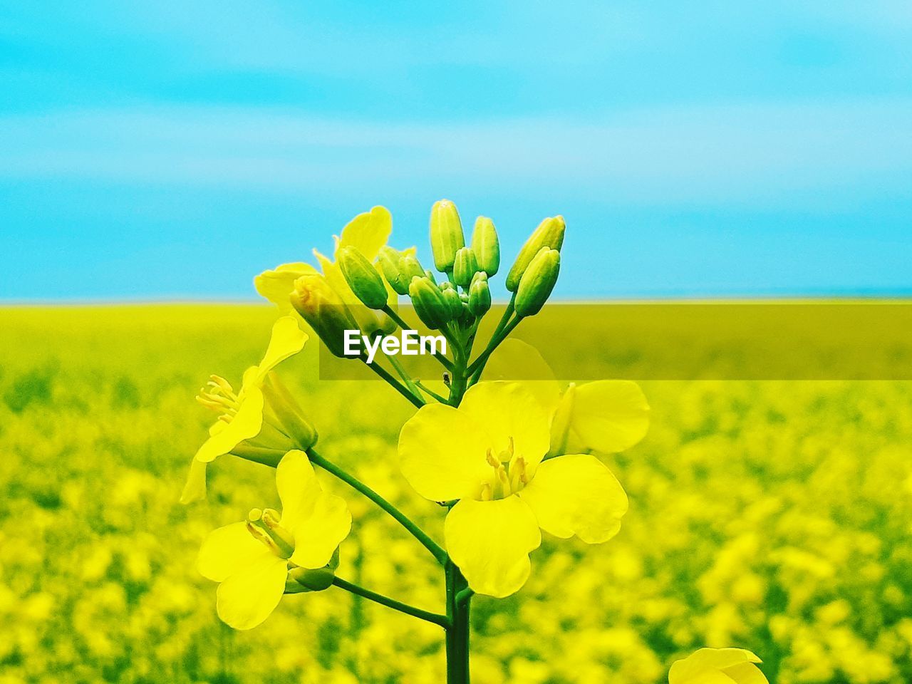 Yellow flowering plant in field