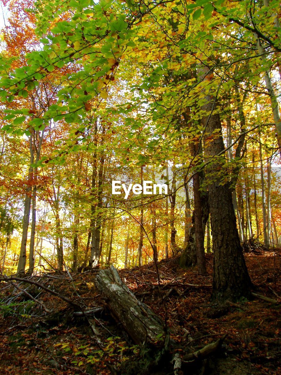 VIEW OF TREES IN FOREST