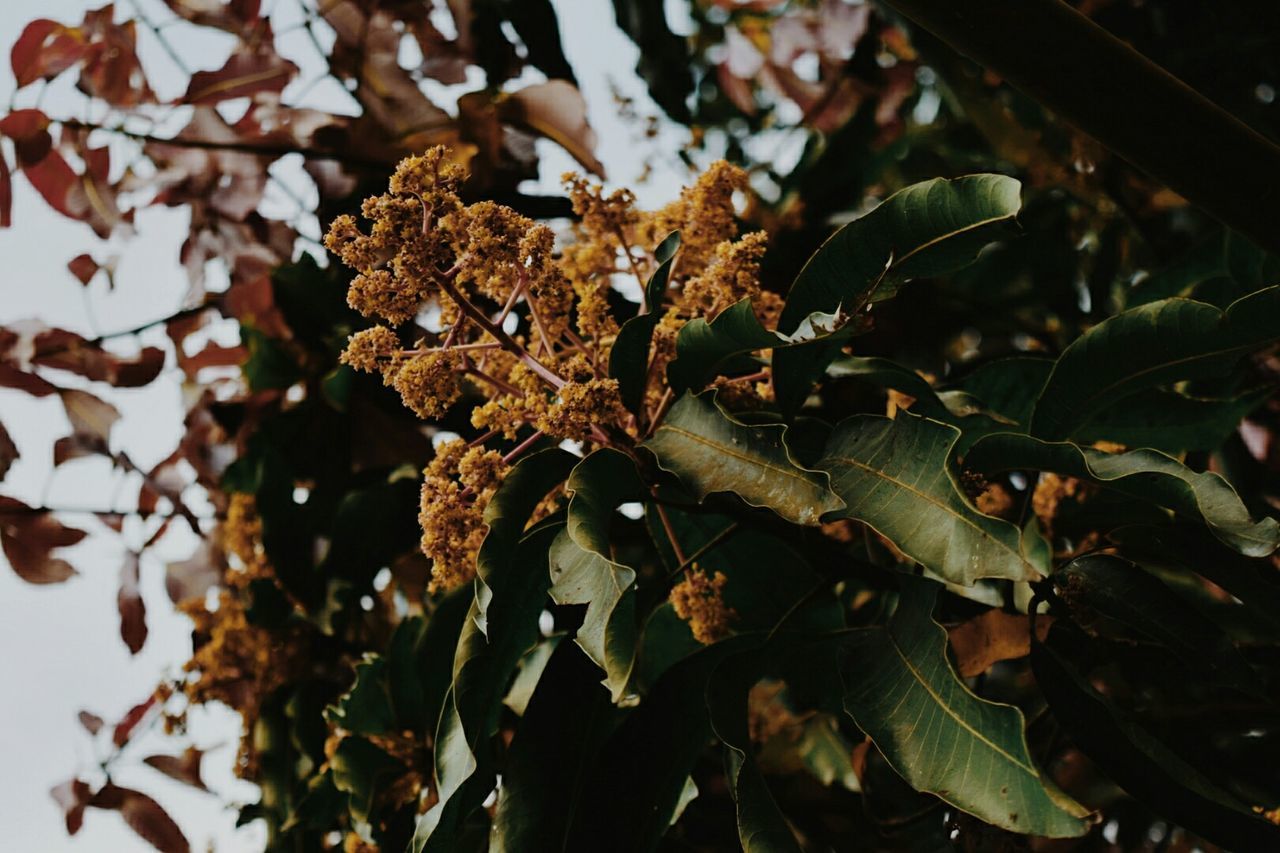 Low angle view of flowering tree