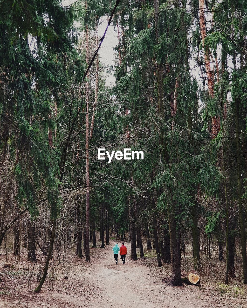 Rear view of people walking in forest