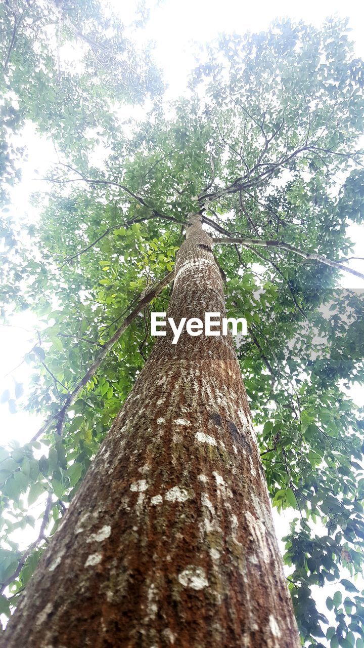 LOW ANGLE VIEW OF TREE IN FOREST