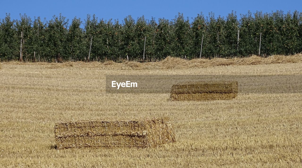 VIEW OF HAY BALES ON FIELD