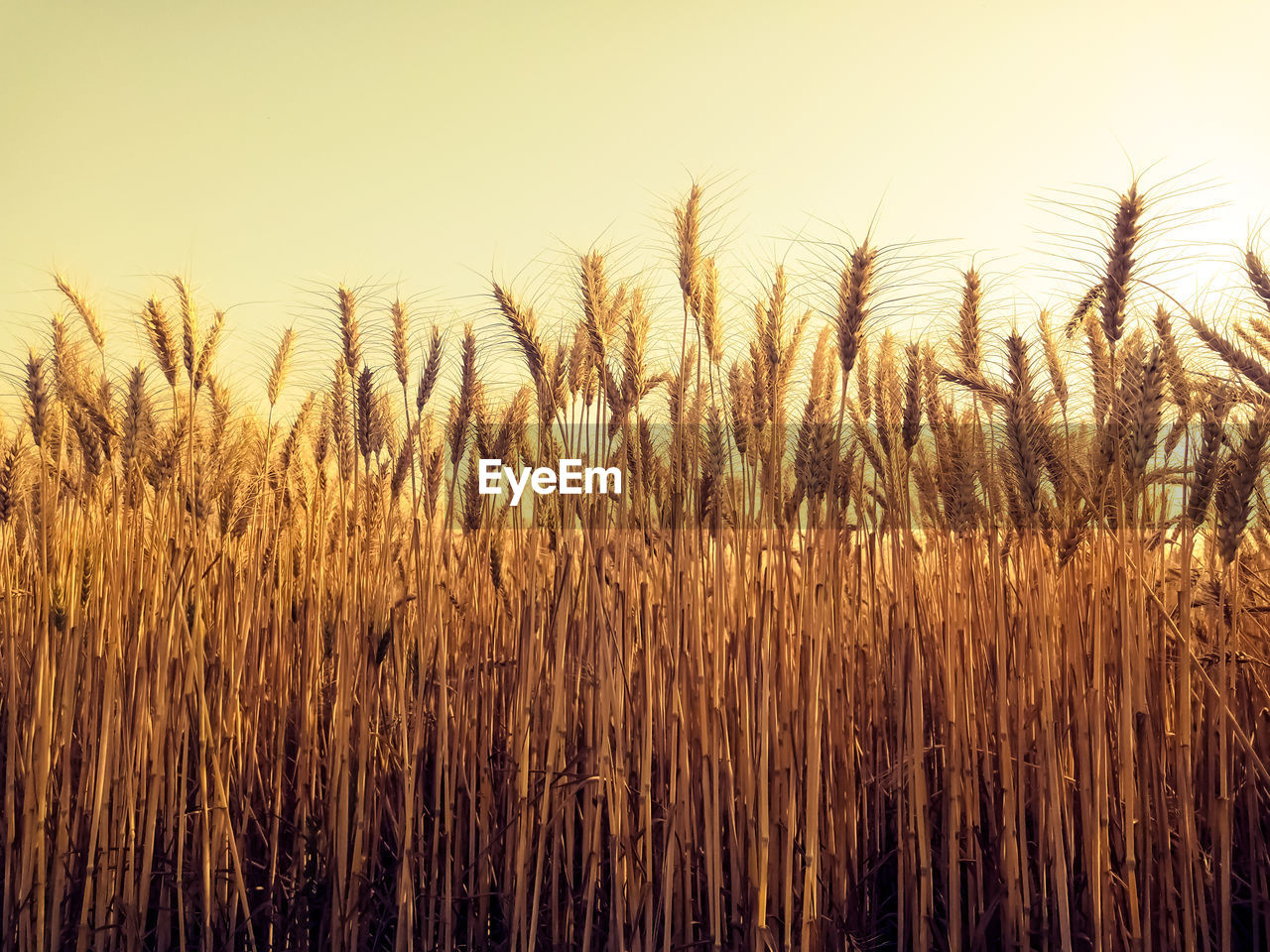 Yellow wheat ears on a field. ripening ears wheat. agriculture. natural product 