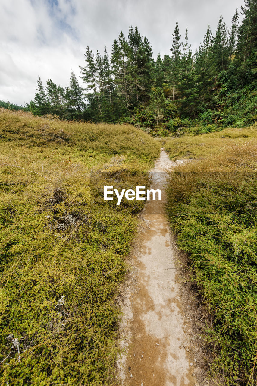 FOOTPATH AMIDST PLANTS AND TREES