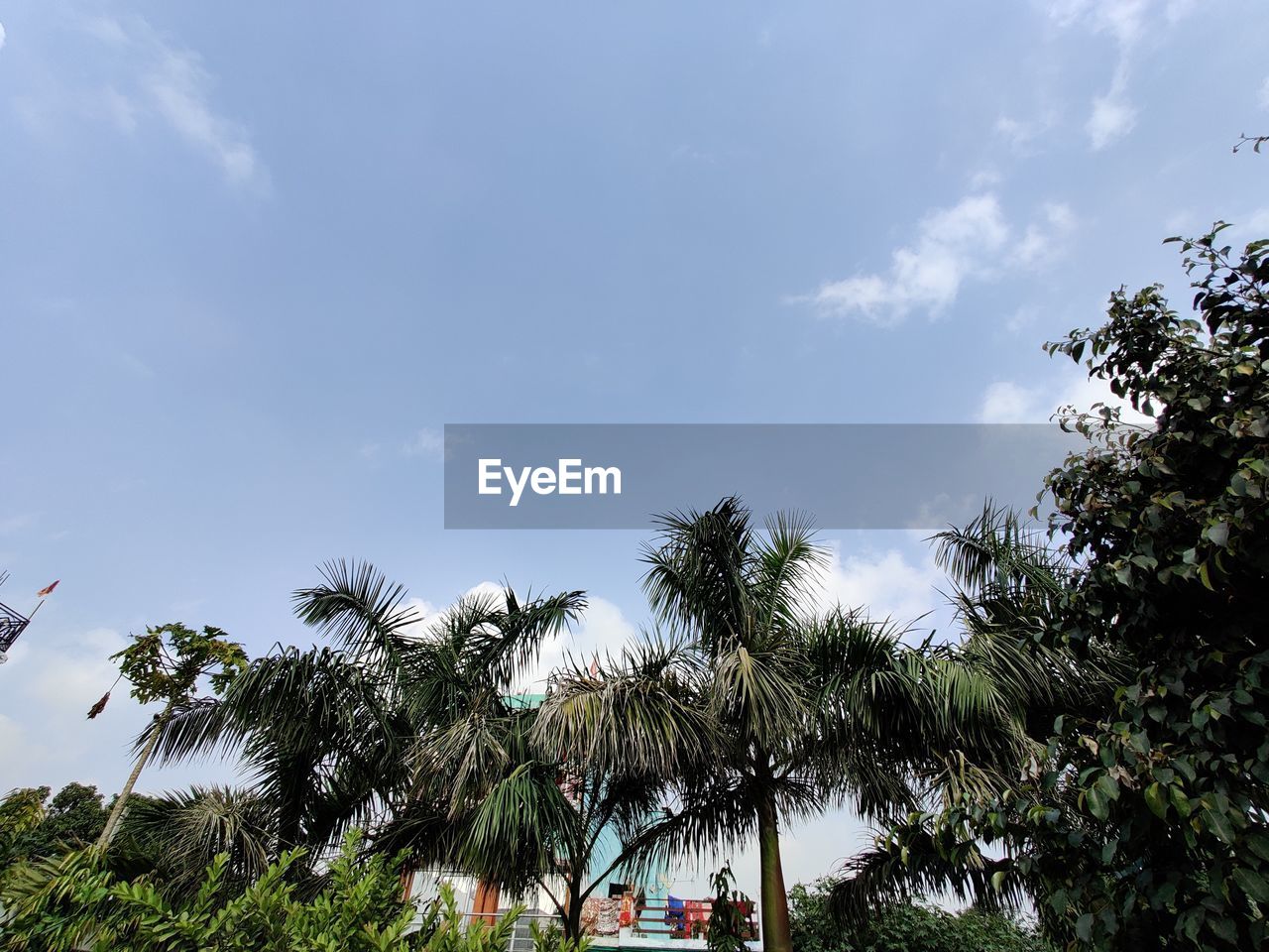 LOW ANGLE VIEW OF TREES AGAINST SKY