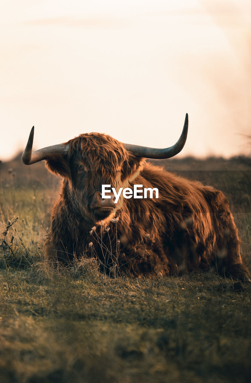 View of a cow on field