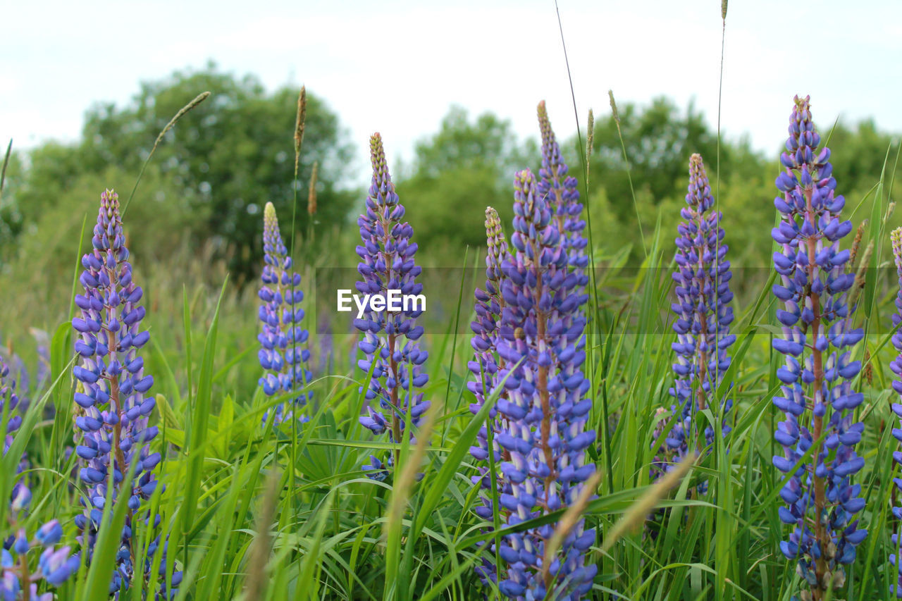 Close-up of purple flowering plants on field