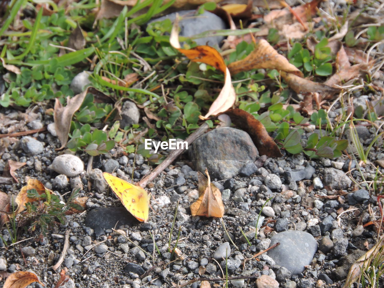 Leaves on field