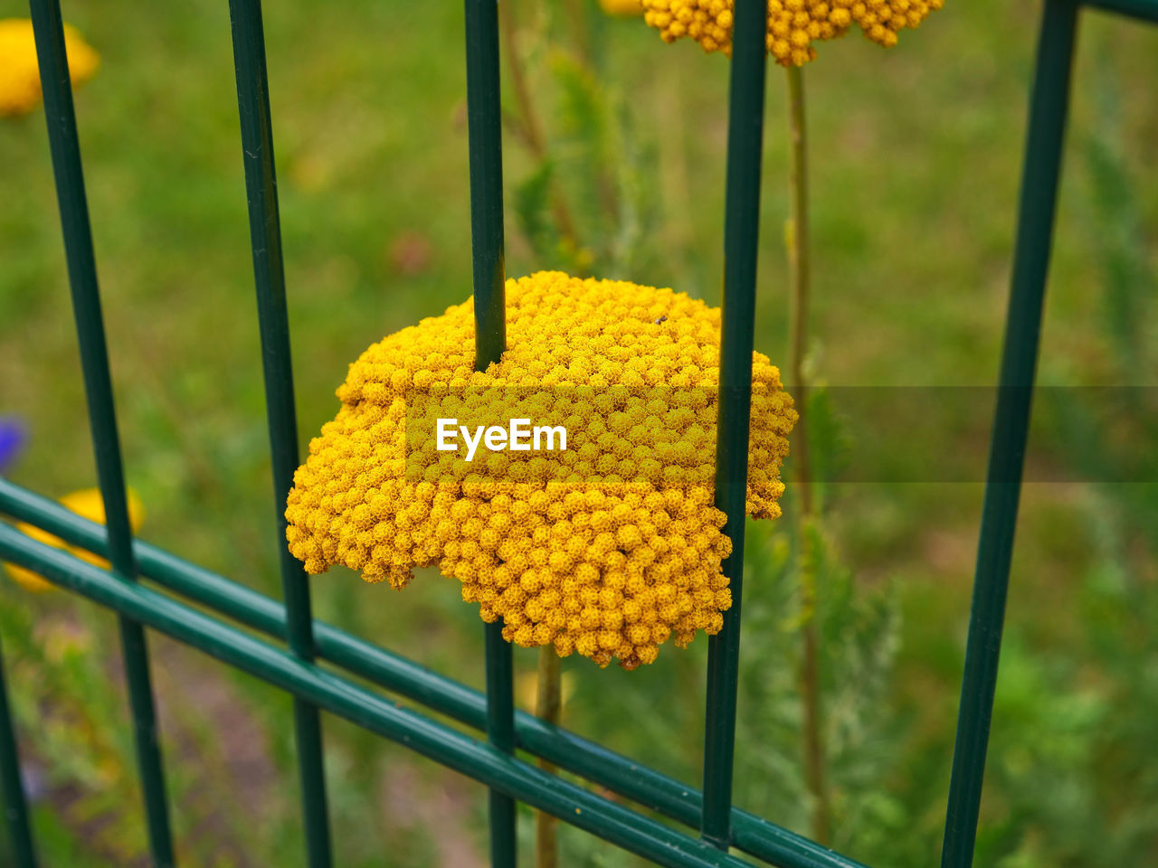 Close-up of yellow yarrow behind the garden fence 