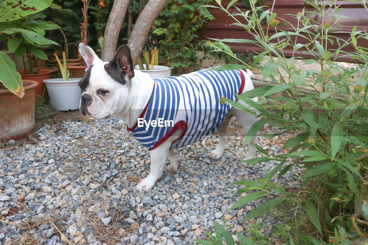 animal themes, one animal, animal, mammal, pet, domestic animals, dog, canine, plant, french bulldog, day, striped, no people, nature, plant part, leaf, lap dog, standing, outdoors, carnivore, looking