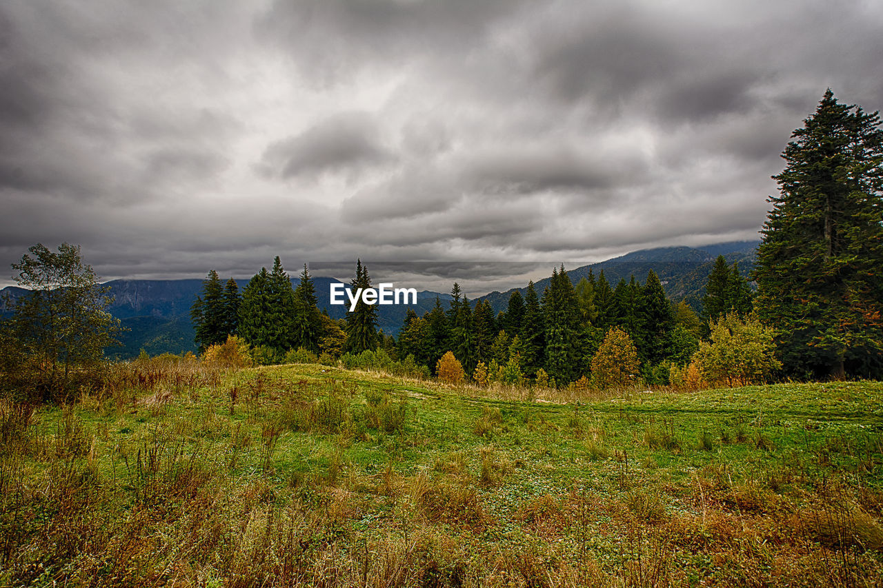 TREES ON FIELD AGAINST CLOUDY SKY