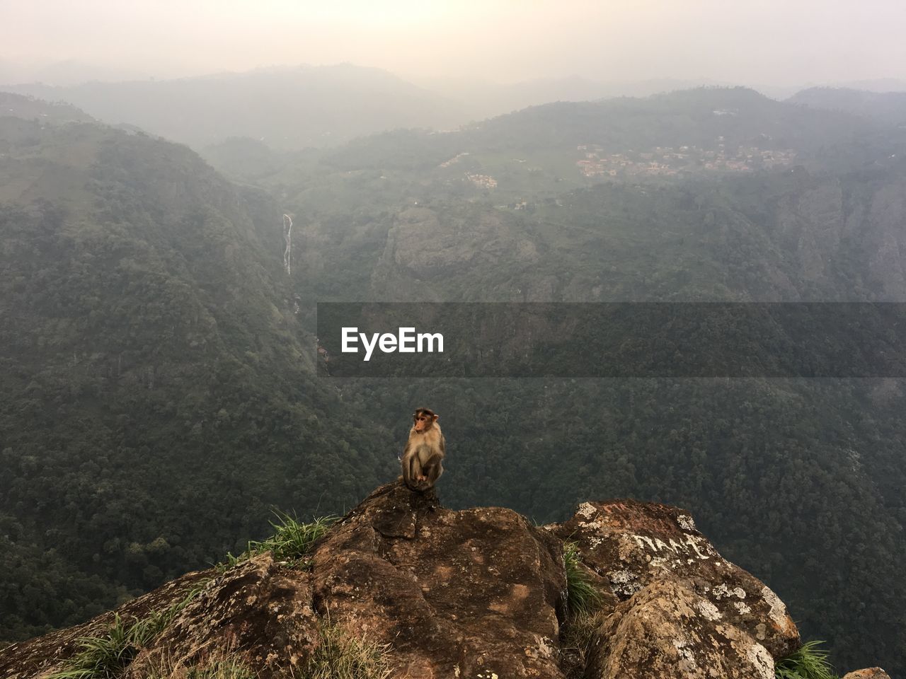 Portrait of monkey of mountain peak