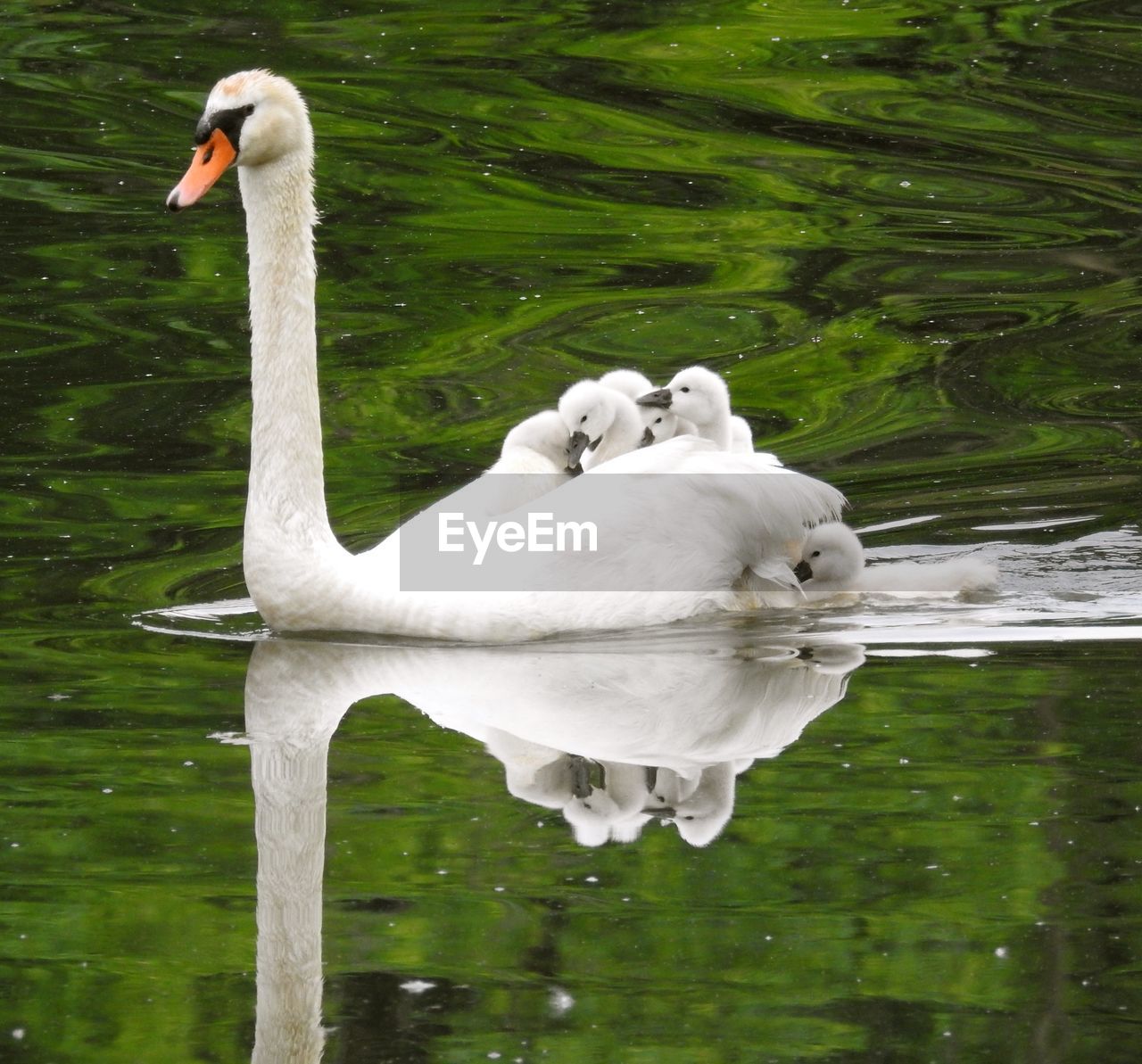 CLOSE-UP OF SWANS SWIMMING ON LAKE