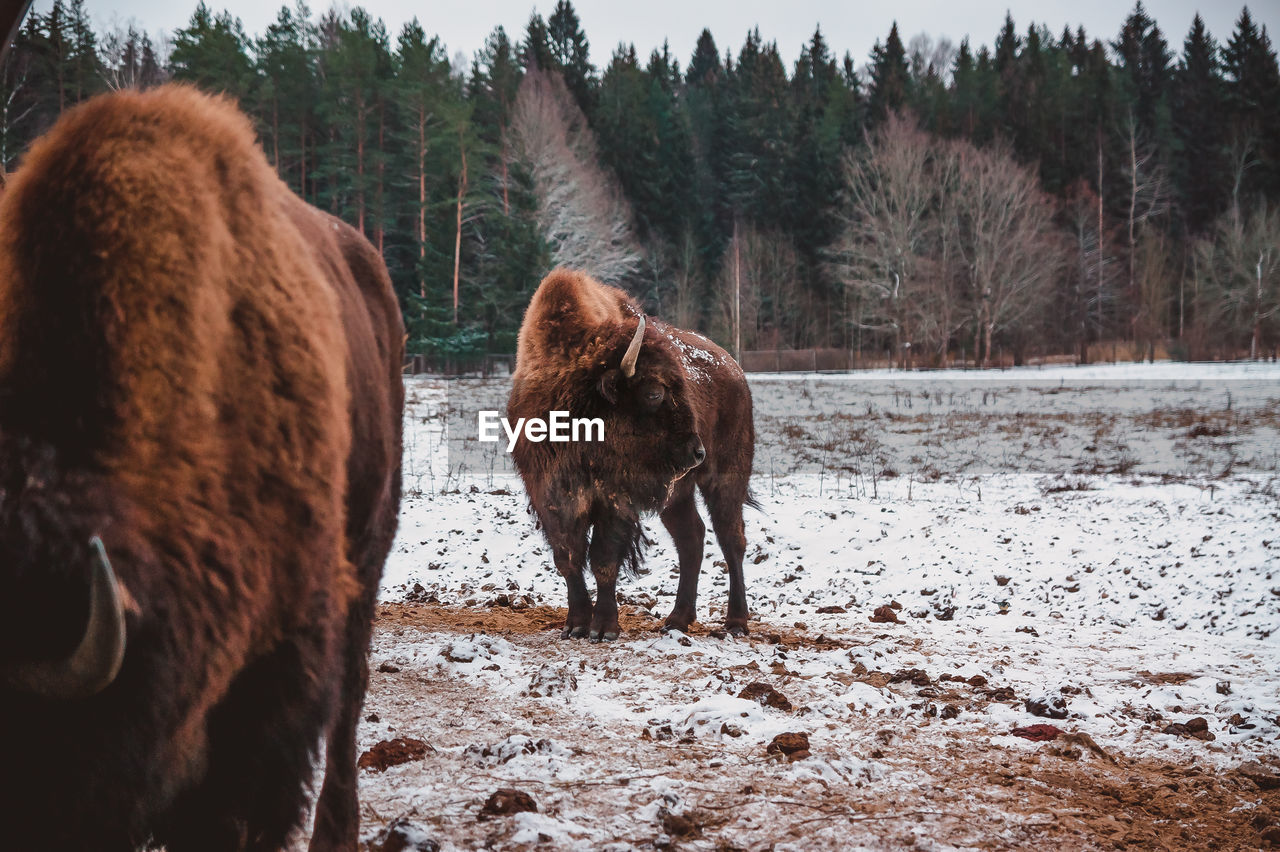 A bison is standing and looking back on the winter field