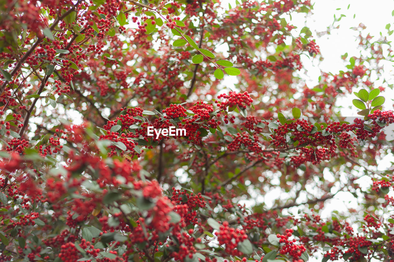 CLOSE-UP OF RED BERRIES ON TREE