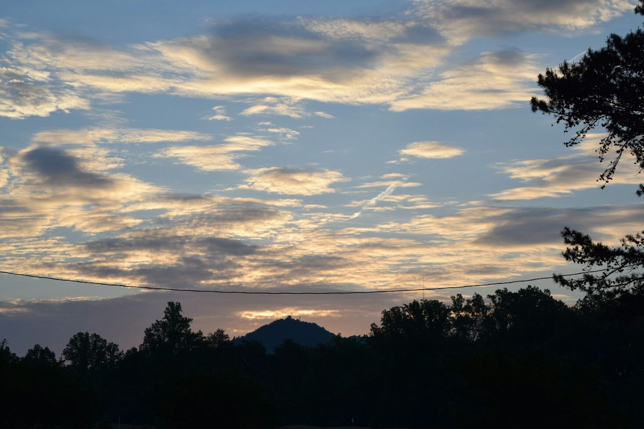 Trees growing against sky during sunrise