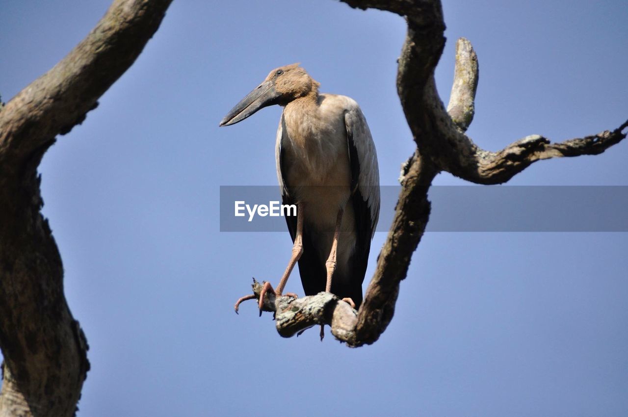 LOW ANGLE VIEW OF PELICAN PERCHING ON BRANCH AGAINST SKY