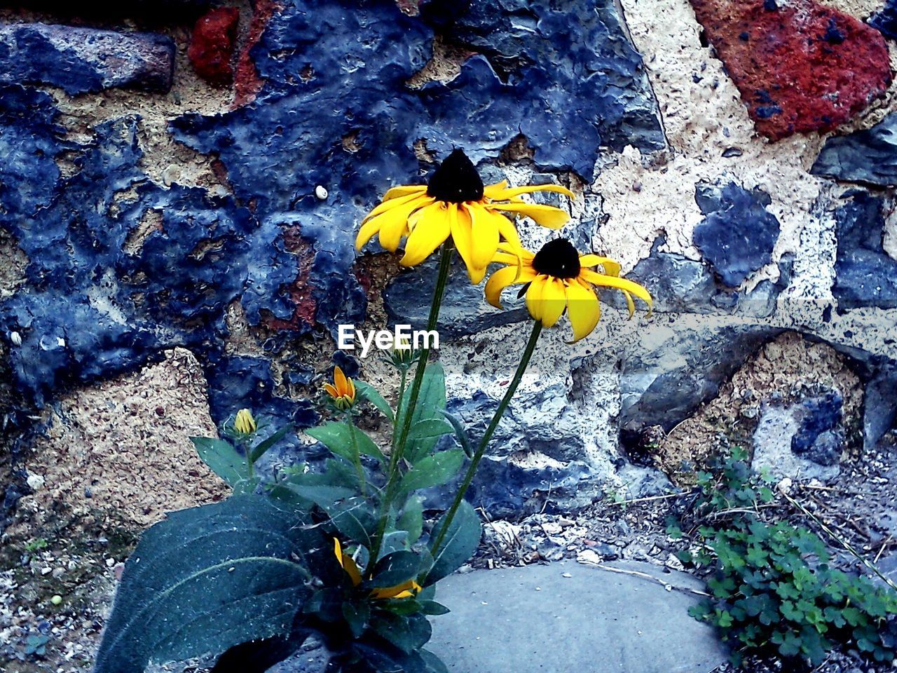 CLOSE-UP OF YELLOW FLOWERS