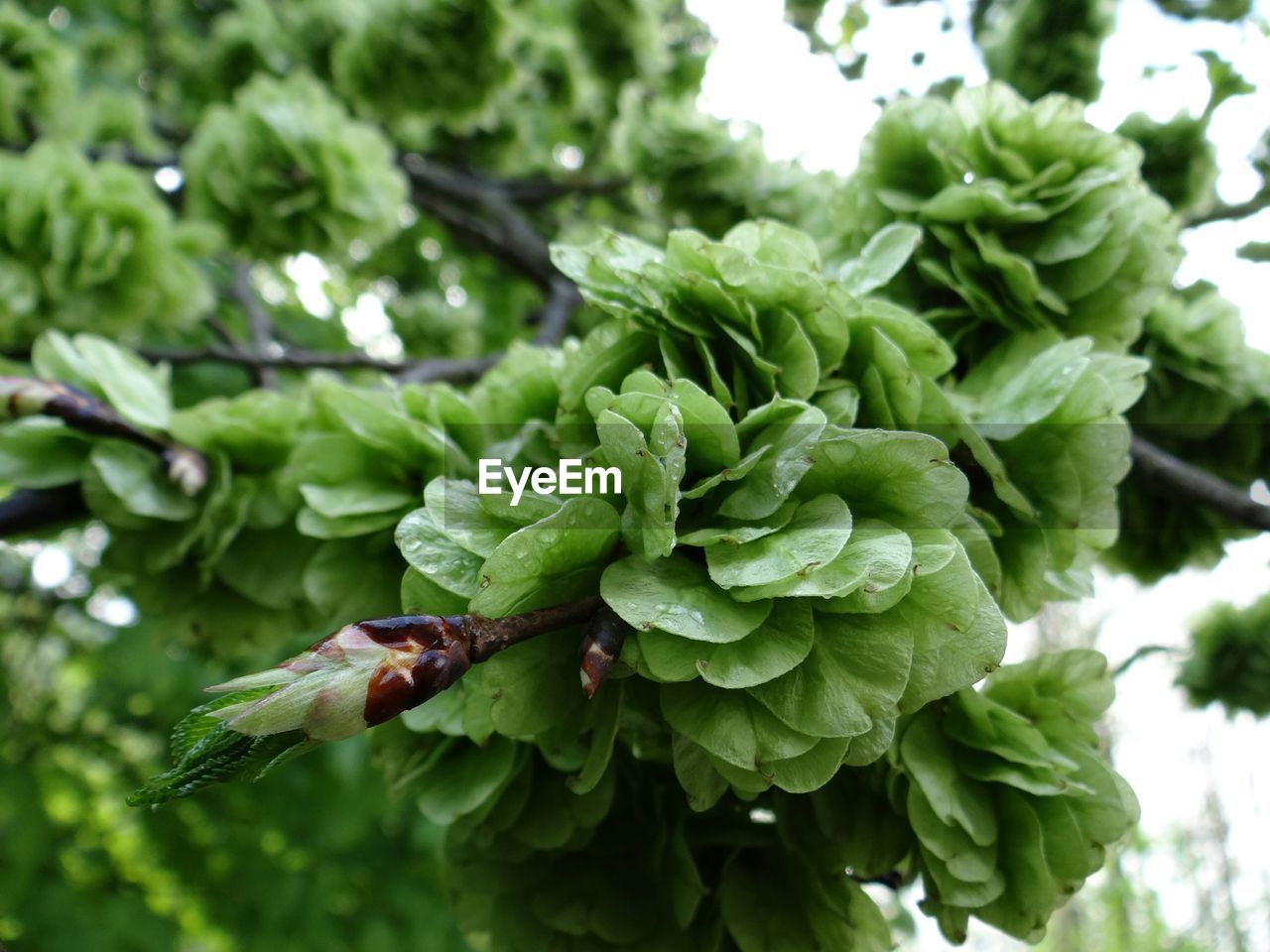 Low angle view of leaves on tree