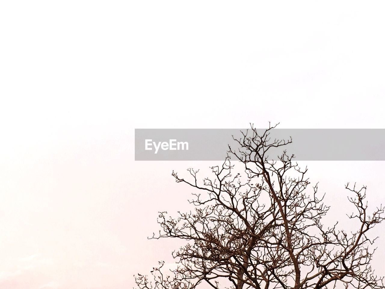 LOW ANGLE VIEW OF SILHOUETTE TREE AGAINST CLEAR SKY