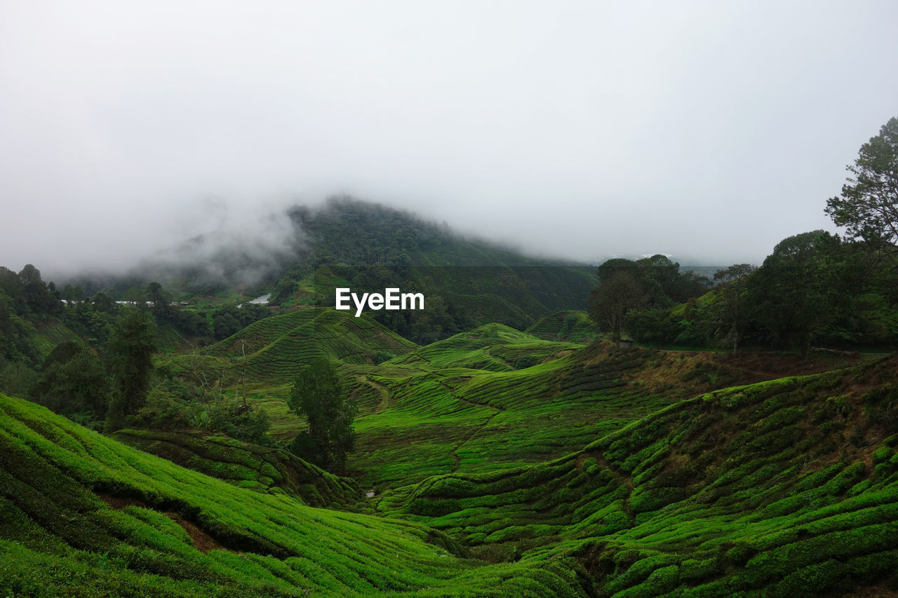 Tea plantation on a foggy morning, cameron highlands, malaysia