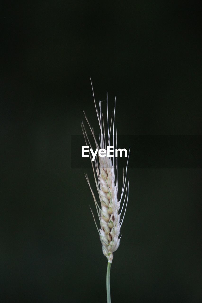 CLOSE-UP OF WHITE FLOWERING PLANT AGAINST BLACK BACKGROUND