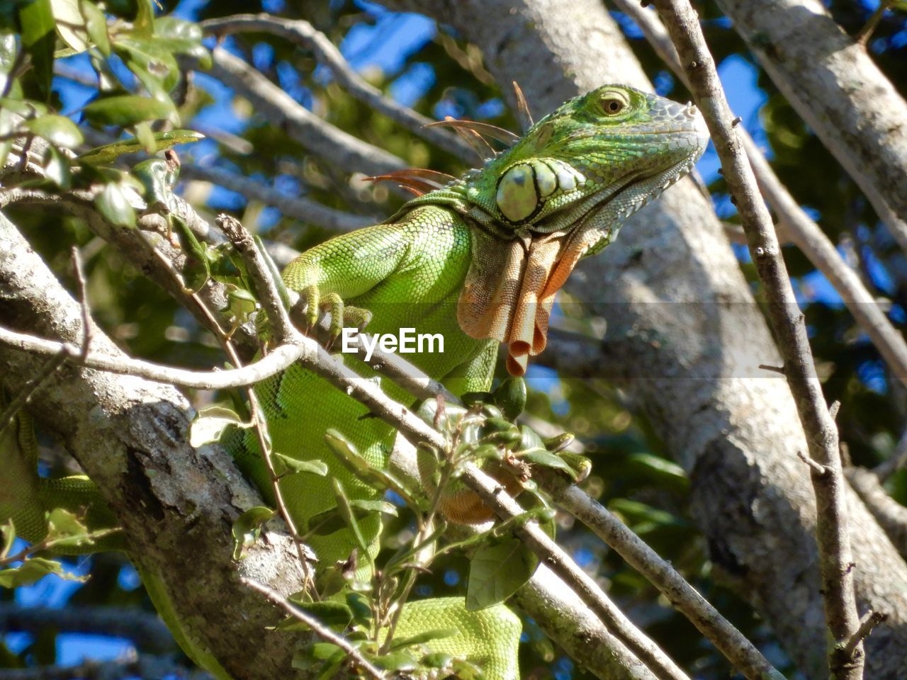 CLOSE-UP OF A LIZARD ON BRANCH