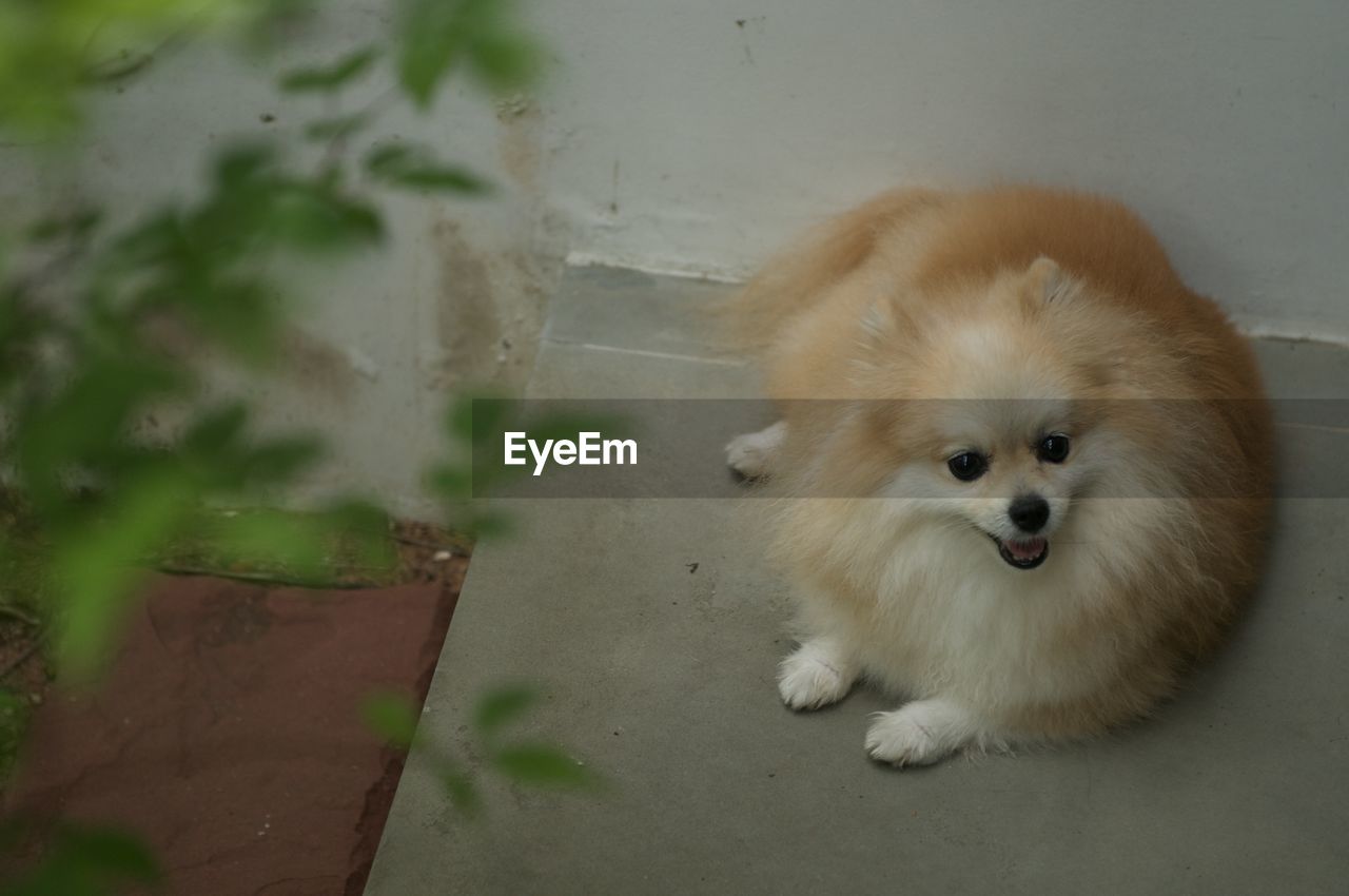 dog, pet, animal themes, animal, pomeranian, mammal, one animal, domestic animals, german spitz klein, canine, german spitz, german spitz mittel, carnivore, no people, cute, portrait, lap dog, looking at camera, young animal