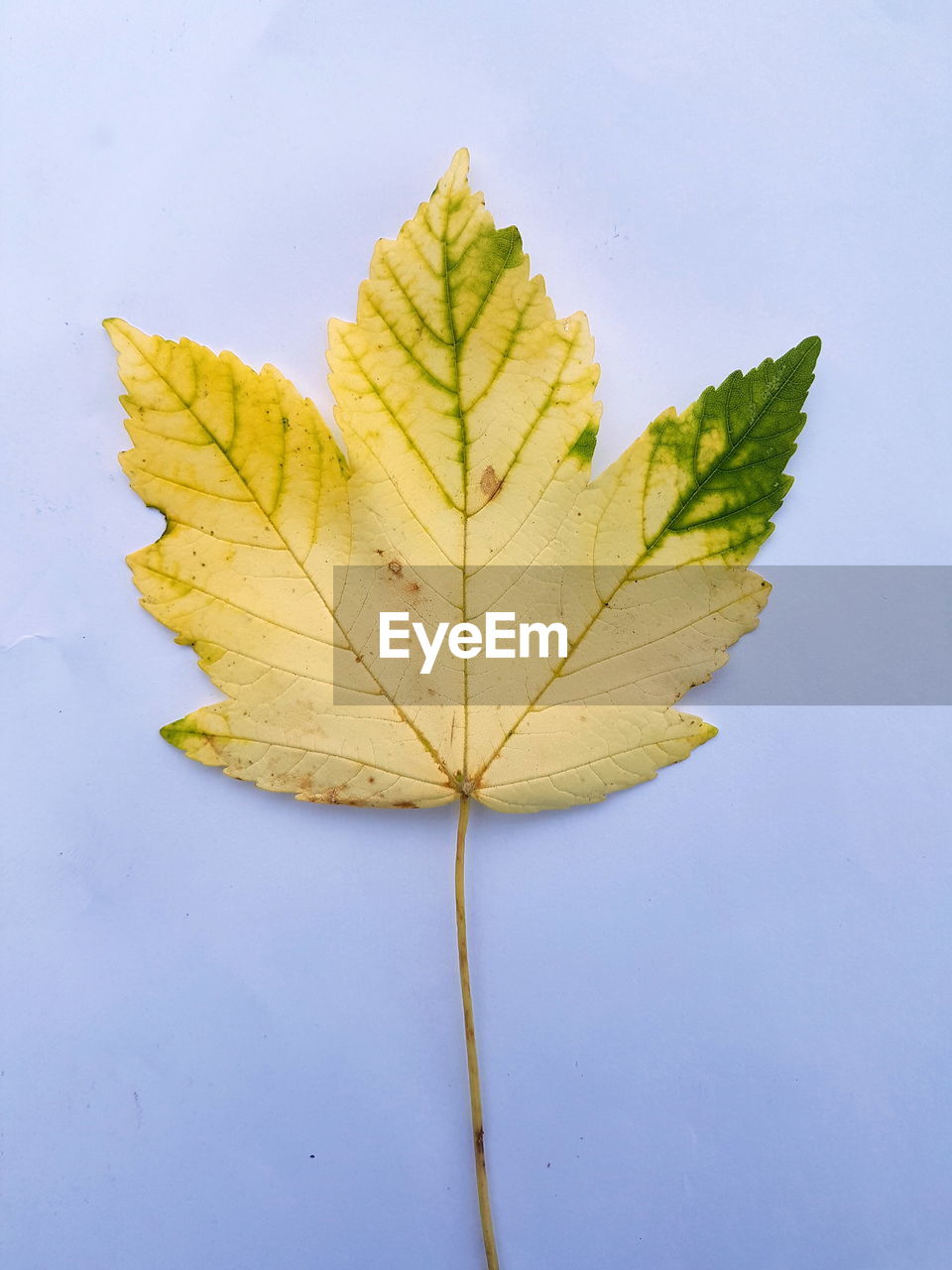 CLOSE-UP OF MAPLE LEAF ON WHITE BACKGROUND