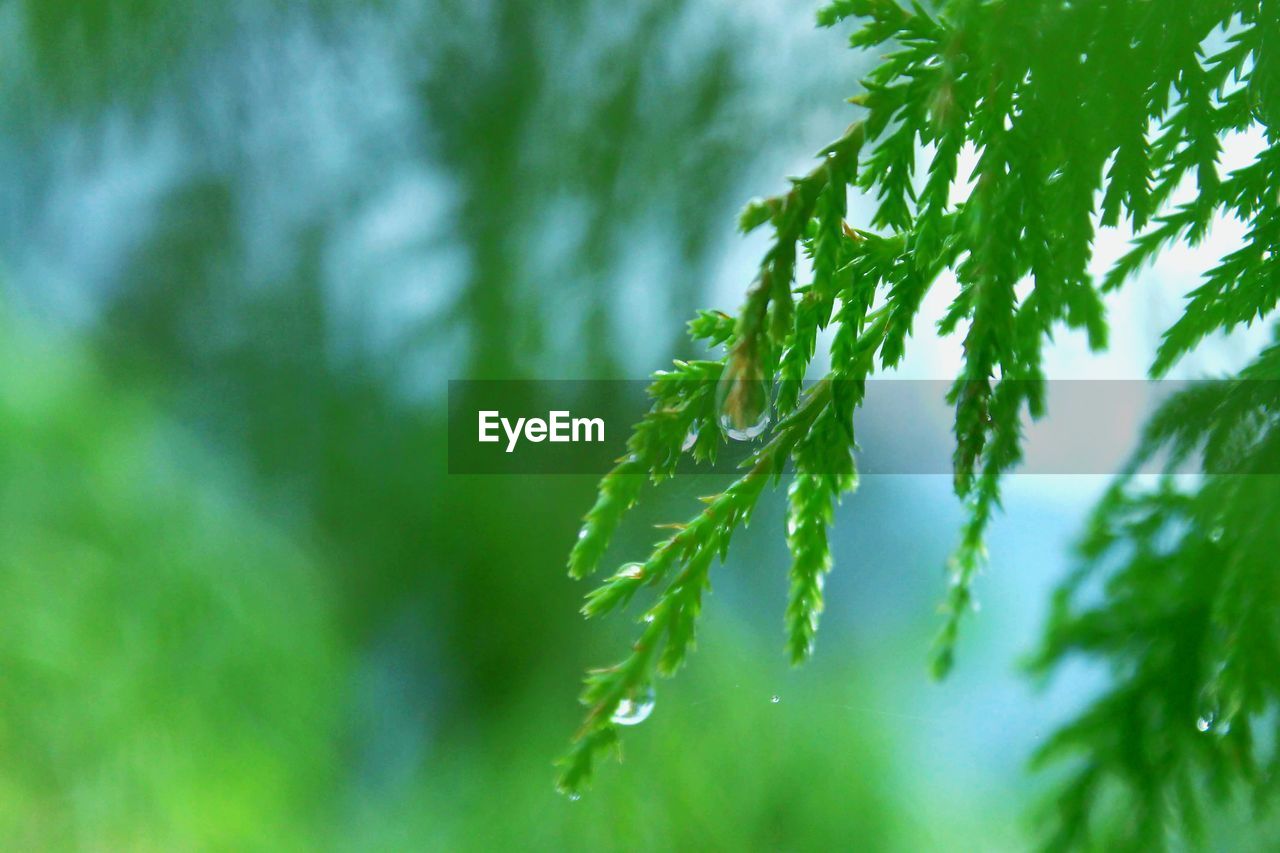 Close-up of raindrops on pine tree