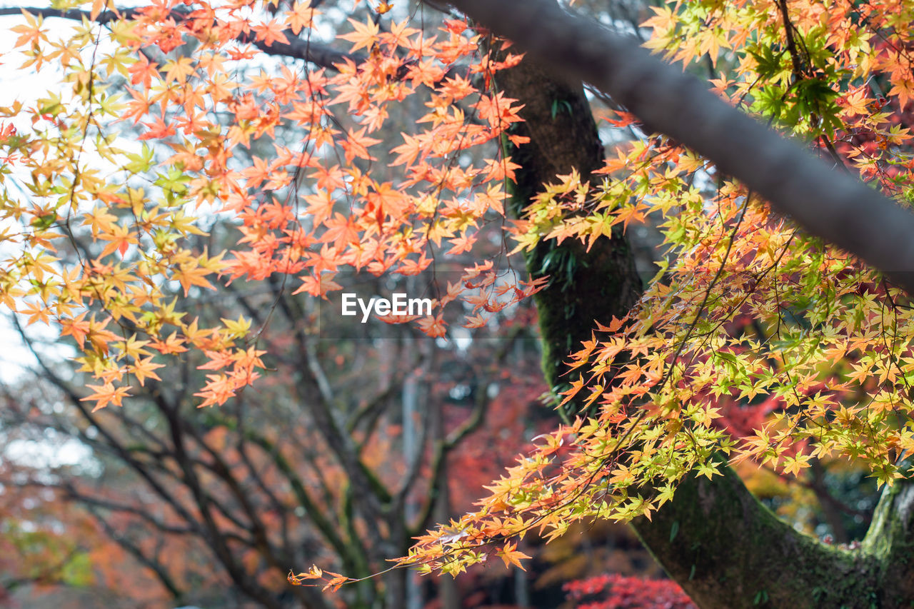 Low angle view of maple leaves on tree