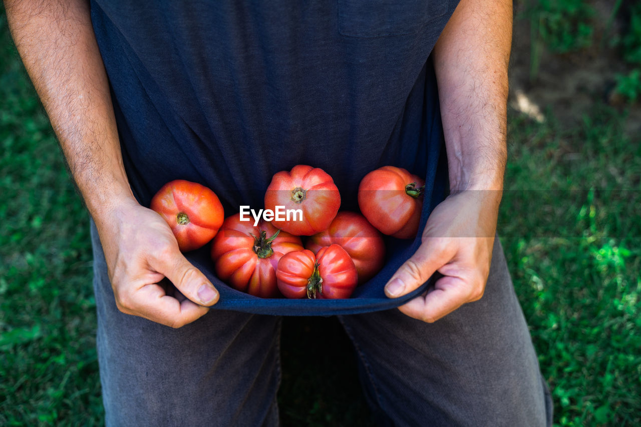 High angle of crop unrecognizable male gardener carrying bunch of ripe red tomatoes while harvesting vegetables in rural garden in summer day