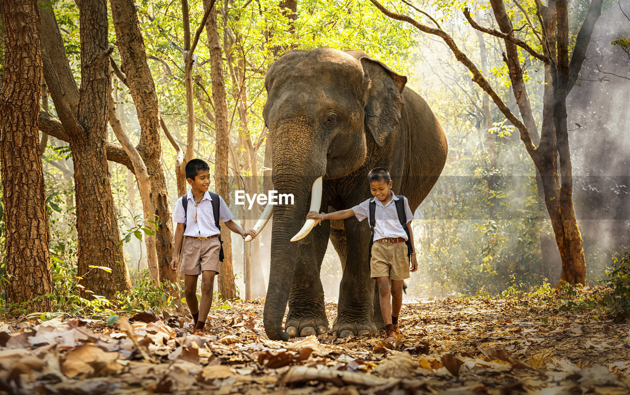 Schoolboys walking with elephant in forest