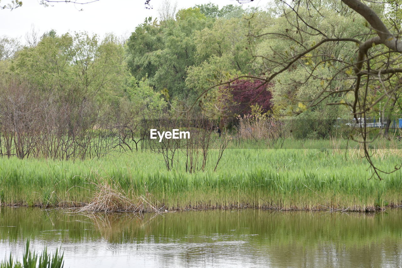 IDYLLIC VIEW OF LAKE IN FOREST