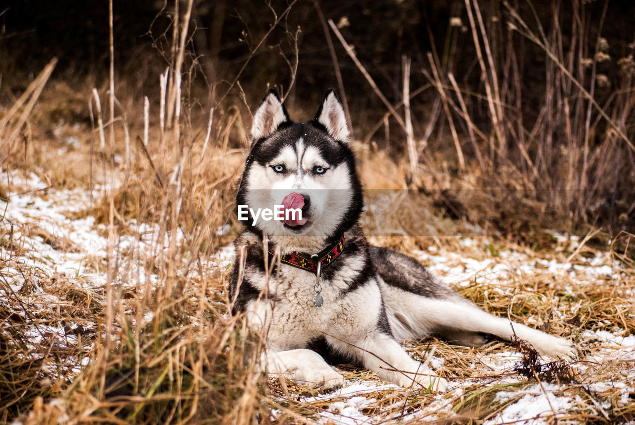 Portrait of husky sticking out tongue while sitting on snow