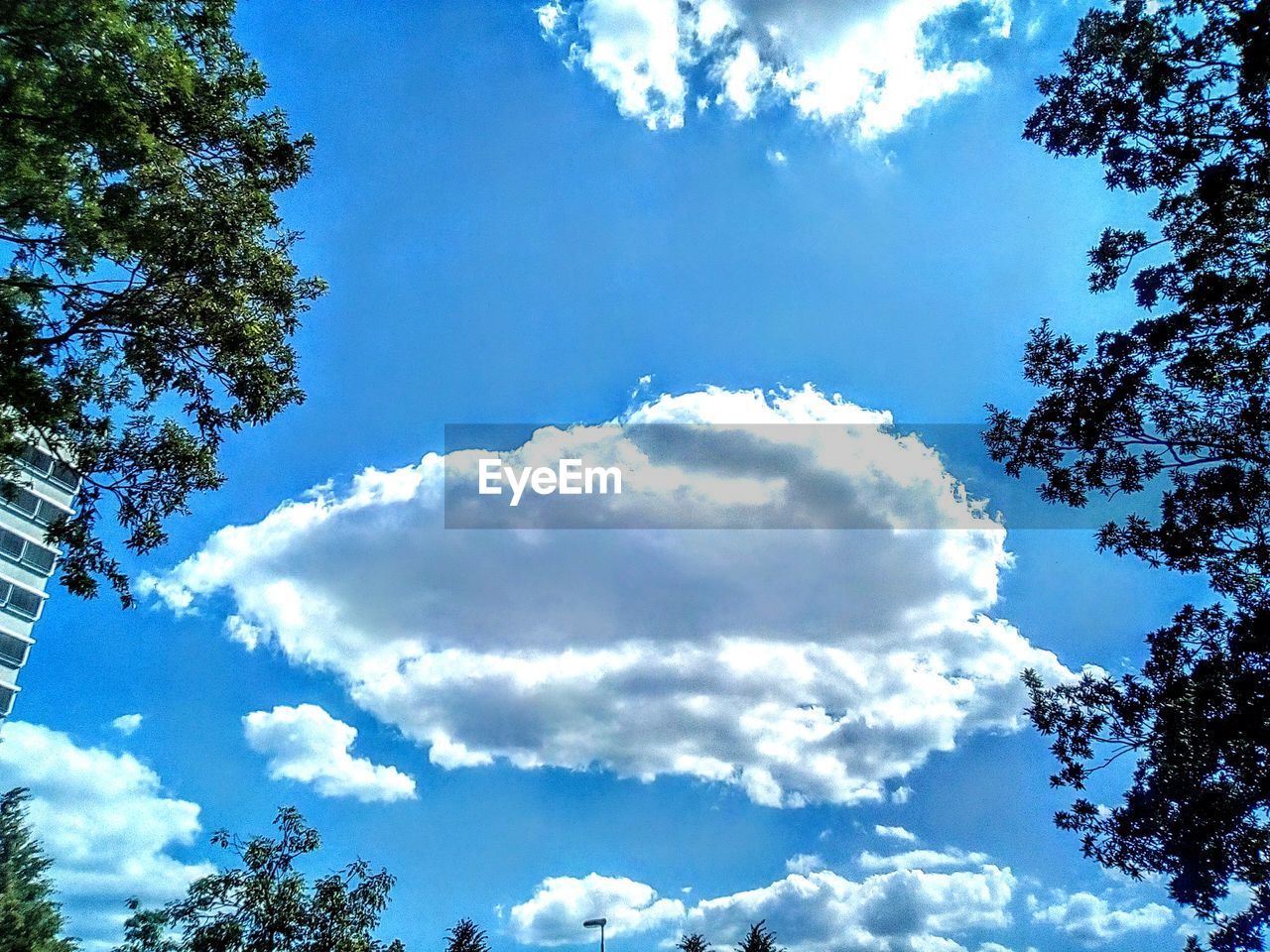 LOW ANGLE VIEW OF TREES AGAINST SKY