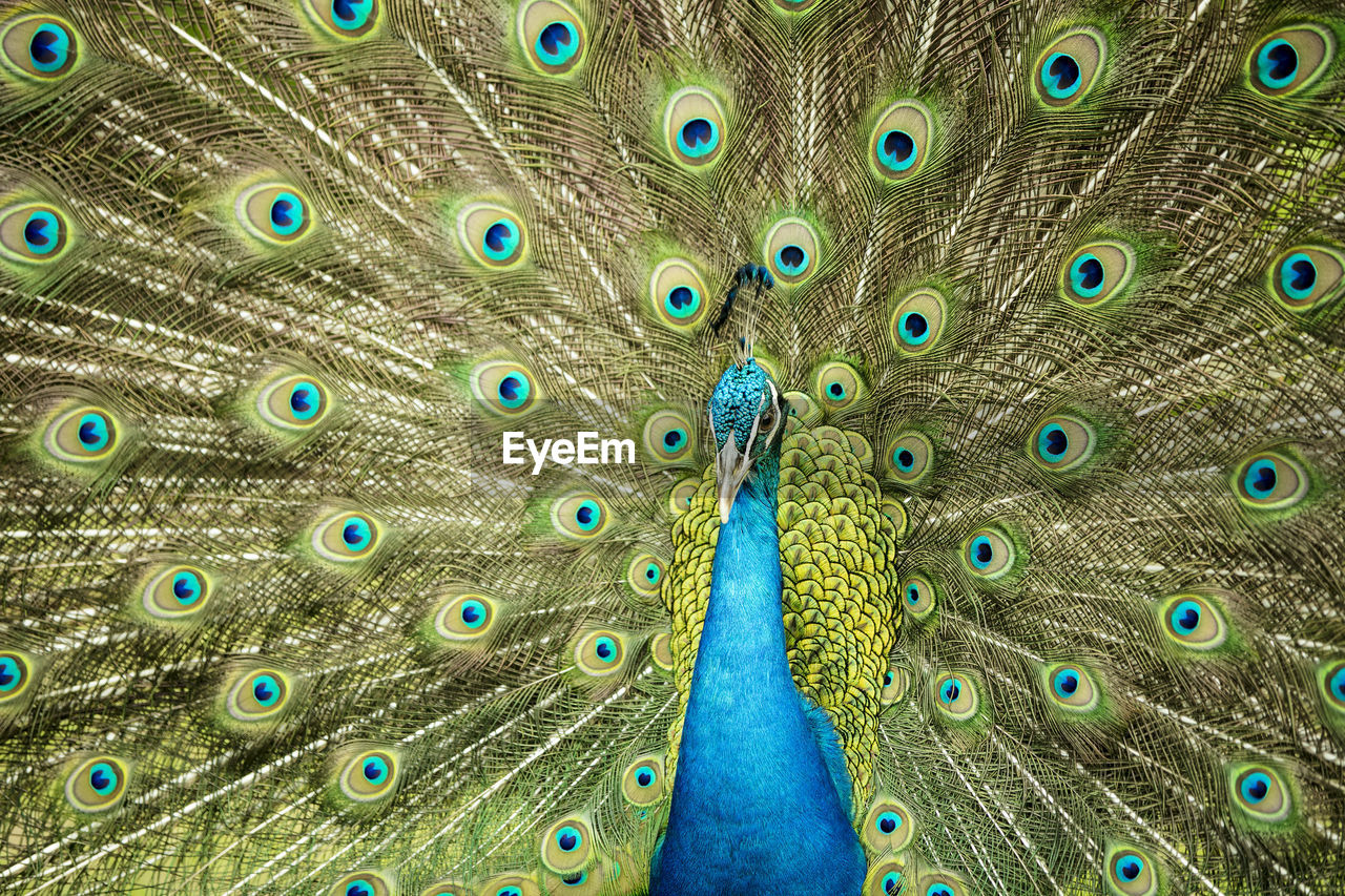 Full frame shot of peacock with fanned feathers