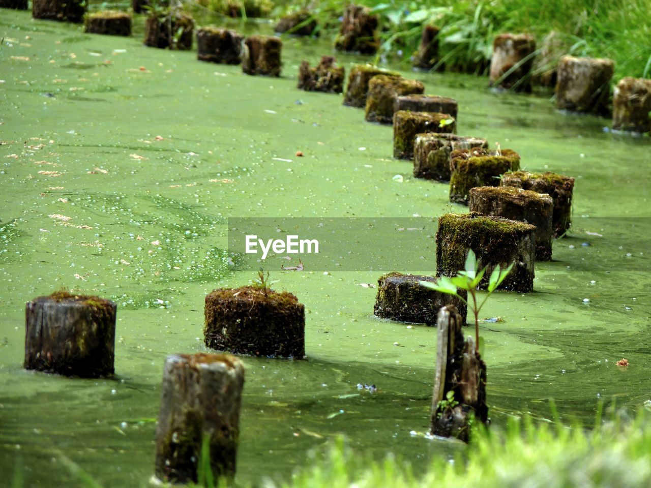 Row of wooden posts in swamp