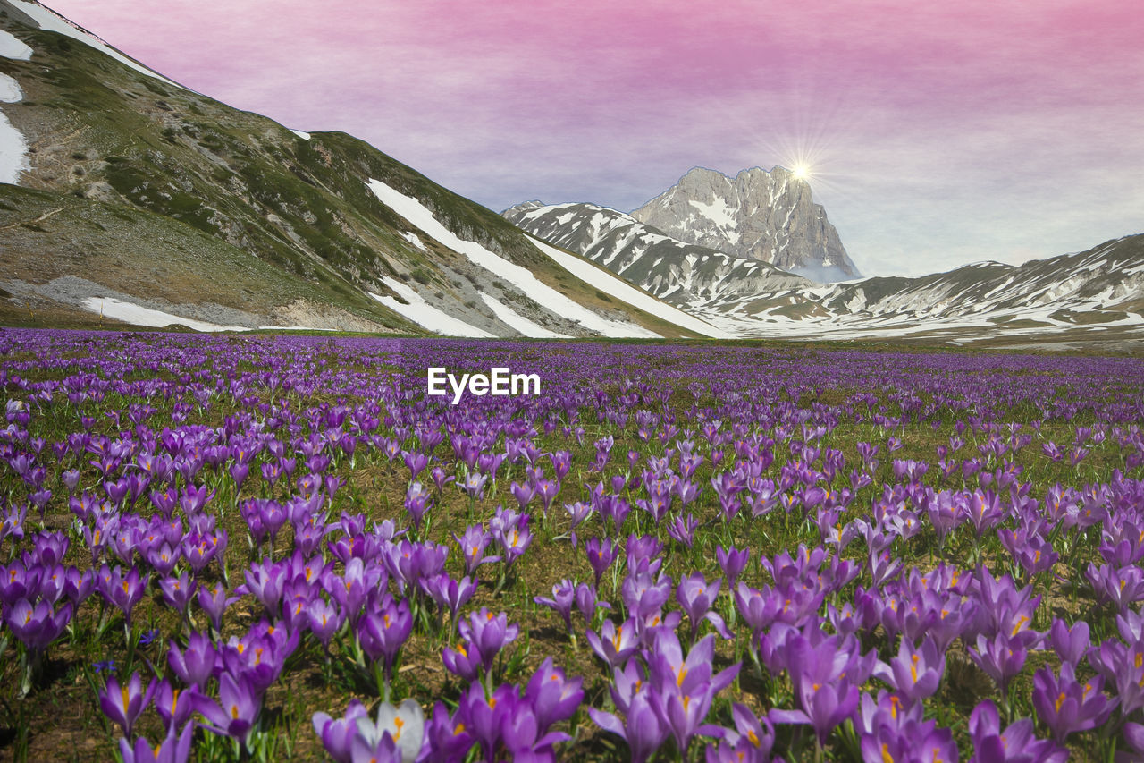 Romantic view of campo imperatore flowering at sunrise near gran sasso d'italia, abruzzo, italy